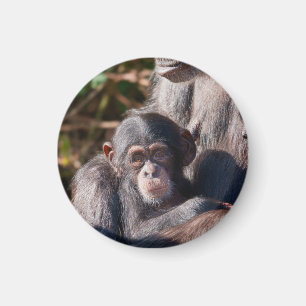 Imã Começos Suaves – Amor de Chimpanzé