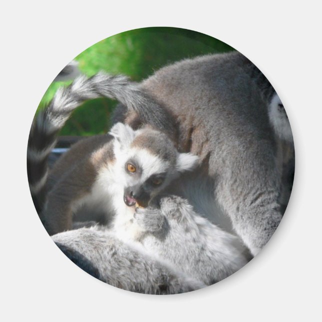 Imã Comendo Lemurs (Frente)
