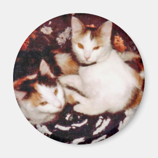 Imã Comfy Cats Magnet