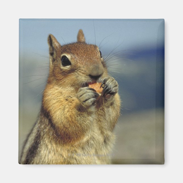 Imã Comida de esquilo (Frente)