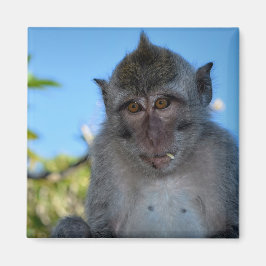 Imã Comida de macaco