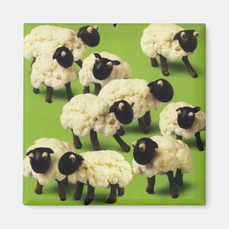 Imã Comida de ovinos