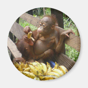 Imã Comida para bebé animal