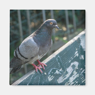 Imã Common Pigeon Perched on a Wooden Bench in the Par