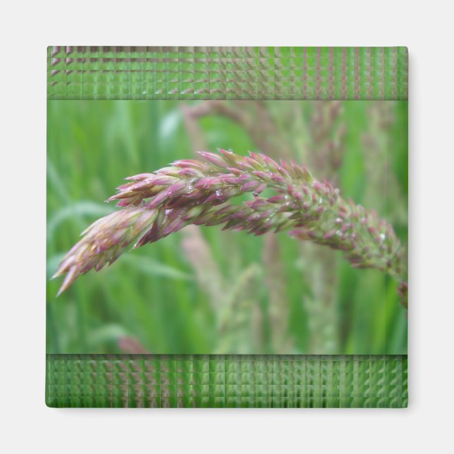 Imã Como a grama cresce o ímã (Frente)