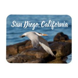 Ímã Como o Tern Flies San Diego, Califórnia