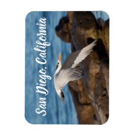 Ímã Como o Tern Flies San Diego, Califórnia