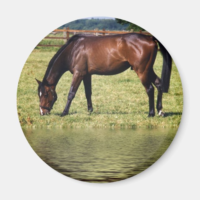 Imã Compartimento de Reflexão (Frente)