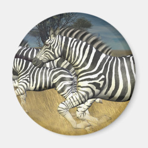 Imã Competindo listras - zebra