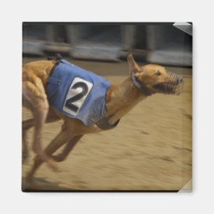 Imã Competindo o ímã quadrado do galgo