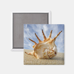 Imã Conch da aranha no Sandy Beach