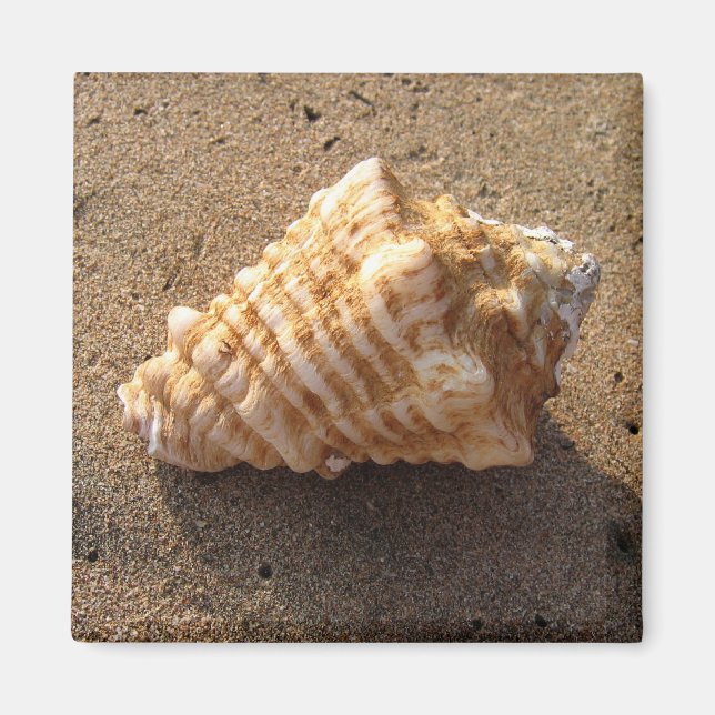 Imã Conch Seashell Sand Beach Magnet (Frente)