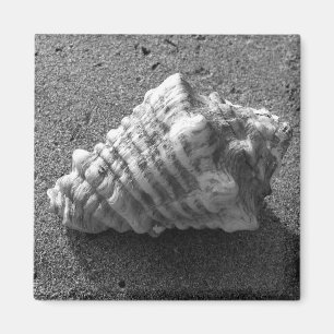 Imã Conch Seashell Sand Beach Magnet