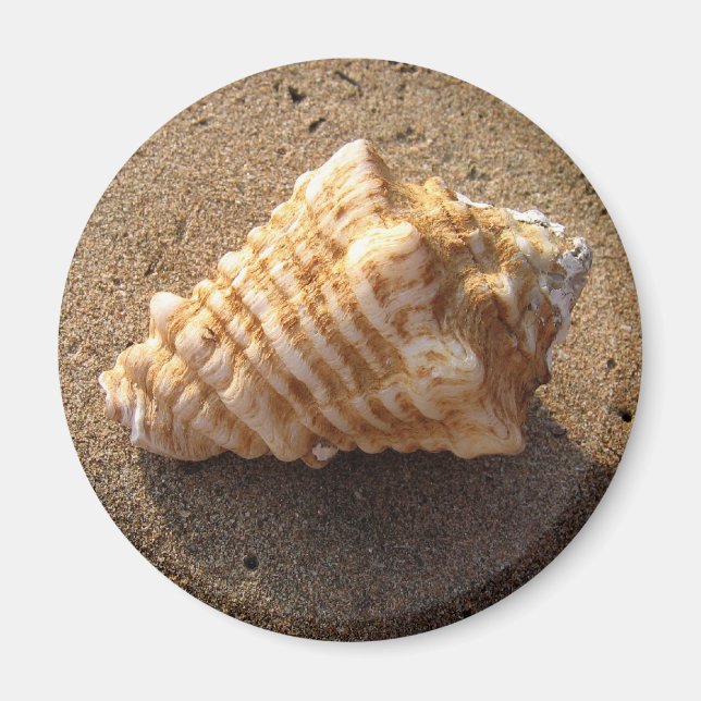 Imã Conch Seashell Sand Beach Magnet (Frente)