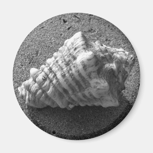 Imã Conch Seashell Sand Beach Magnet (Frente)