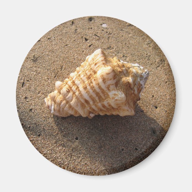 Imã Conch Seashell Sand Beach Magnet (Frente)