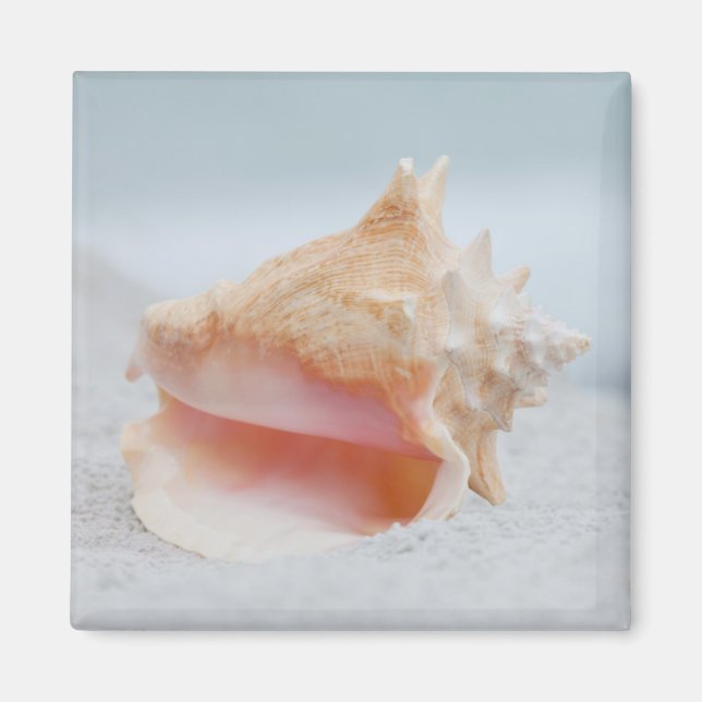 Imã Conch Shell (Frente)
