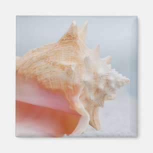 Imã Conch Shell Florida