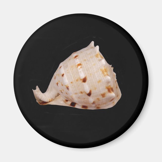 Imã Conch Shell Magnet (Frente)
