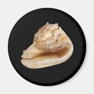 Imã Conch Shell Magnet