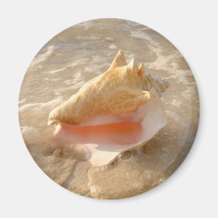 Imã Conch Shell na areia na praia tropical
