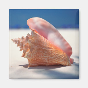 Imã Conch Shell na praia 2