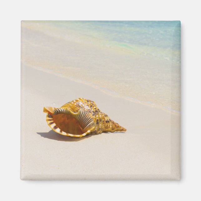 Imã Conch Shell Na Praia 3 (Frente)