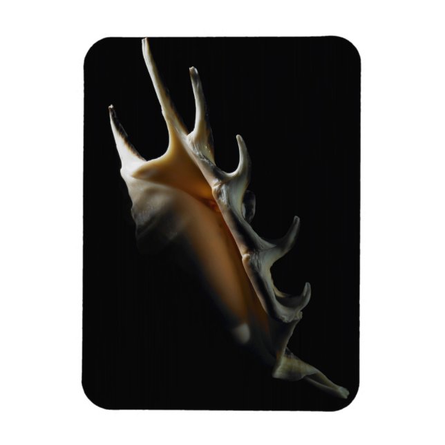 Ímã Concha de Concha (Vertical)