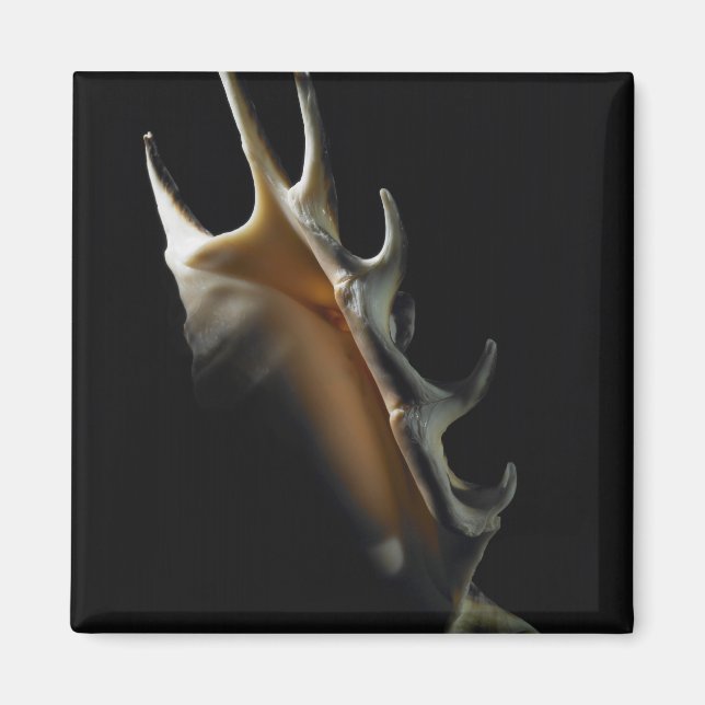 Imã Concha de Concha (Frente)