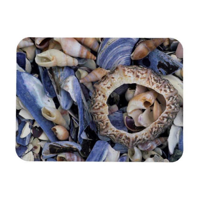 Ímã Conchas, Cidade do Cabo, Cabo Ocidental (Horizontal)