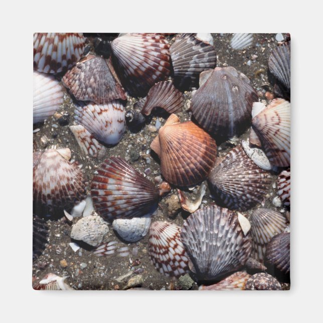 Imã Conchas Coloridas Escalonadas Numa Areia Preta (Frente)