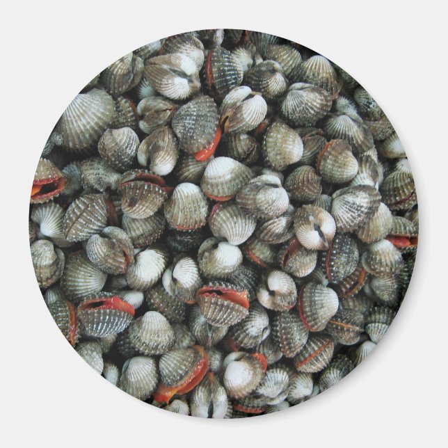 Imã Conchas de Cockle de Sangue (Frente)