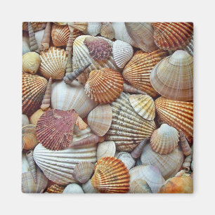 Imã Conchas do Mar
