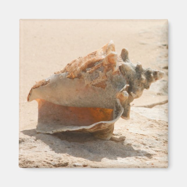 Imã Conchas Do Mar Na Praia (Frente)