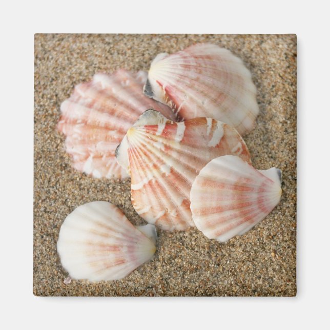 Imã Conchas do ventilador rosa (Frente)