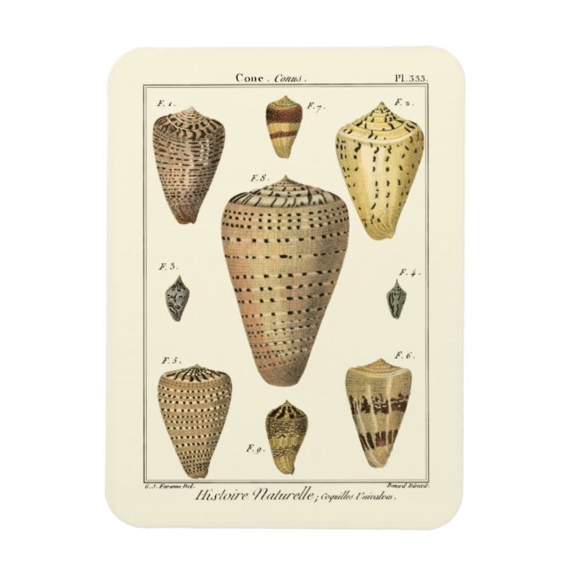 Ímã Conchas Vintage Cone (Vertical)