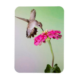 Ímã Condado de Jeff Davis, Texas