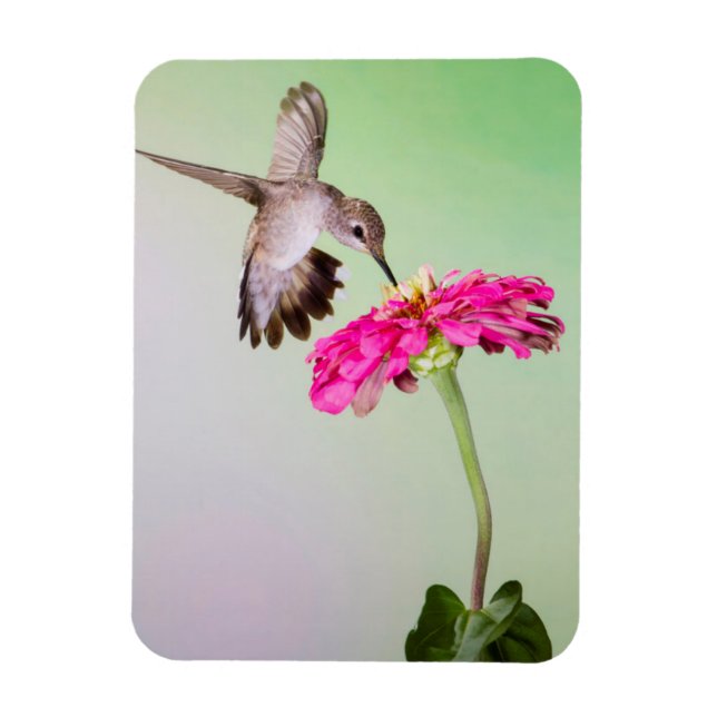 Ímã Condado de Jeff Davis, Texas (Vertical)