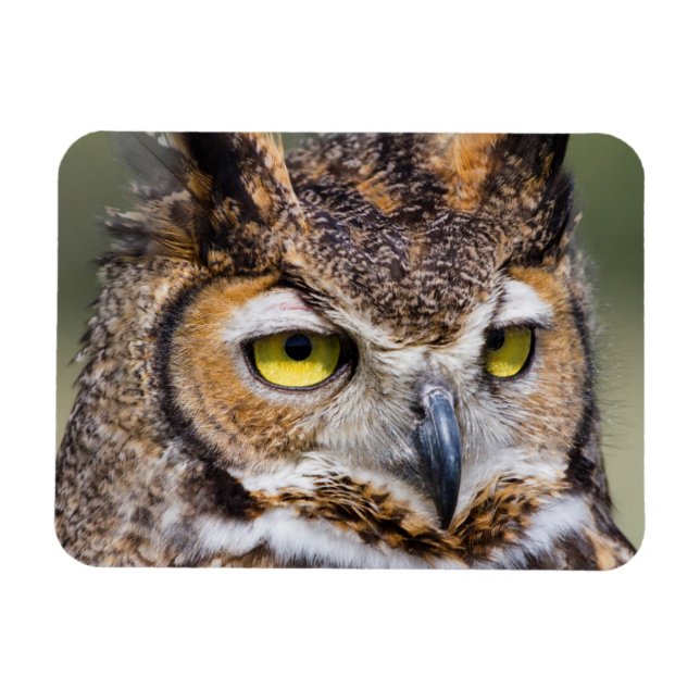 Ímã Condado de Kendall, Texas. Coruja excelente (Horizontal)