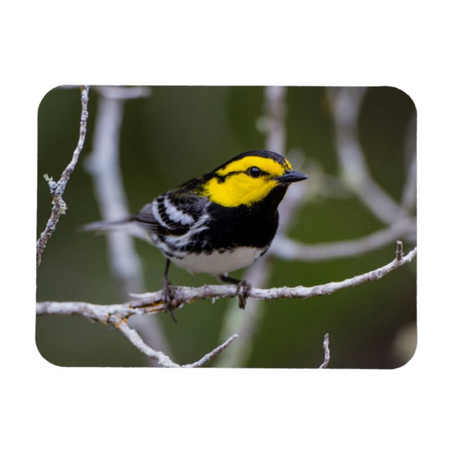 Ímã Condado de Kinney, Texas. Mariquita-de-cara-dourad (Horizontal)