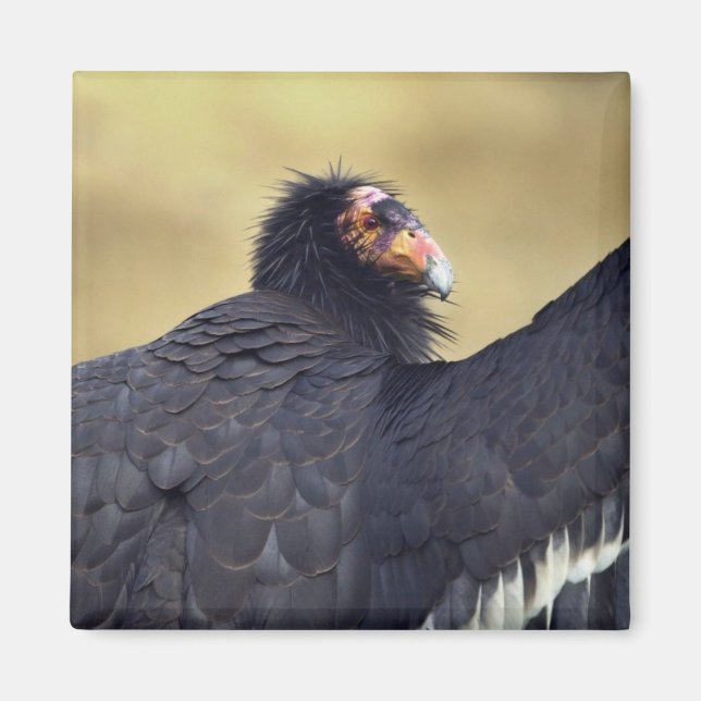 Imã Condor da Califórnia (Frente)