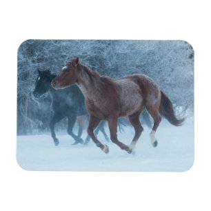Ímã Condução de Cavalos