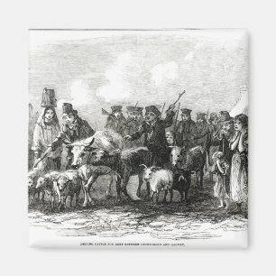 Imã Conduzindo o gado para o aluguel