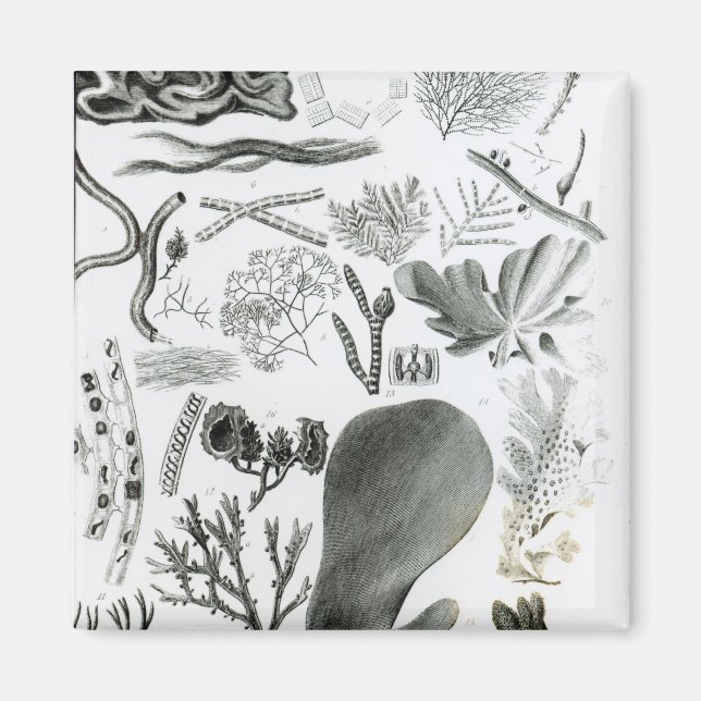 Imã Conferra Fucus (Frente)