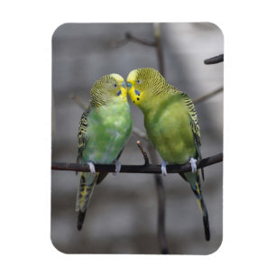 Ímã Confortavelmente pares de Budgies