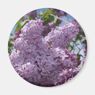 Imã Conjunto do Lilac