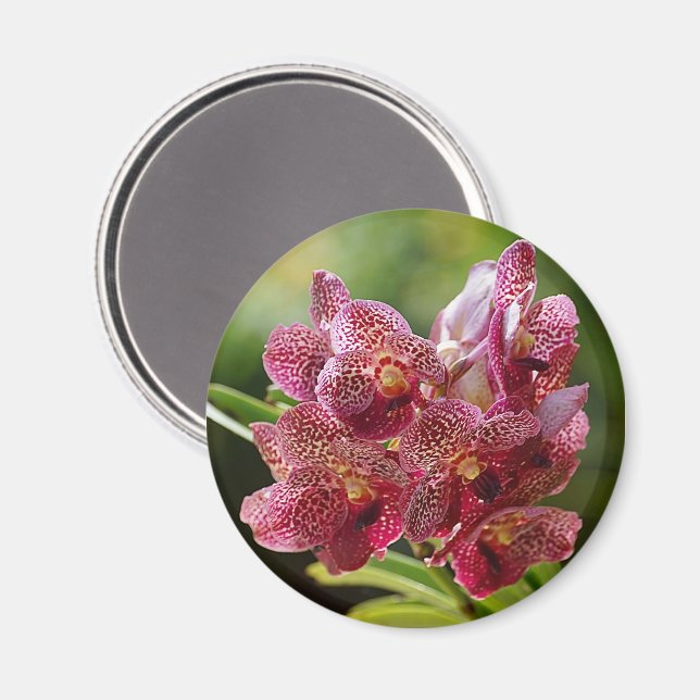 Imã Conjunto tropical da orquídea de Vanda (Front/Back)