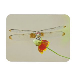 Ímã Conjunto Xadrezado (Dythemis fugax) no Mexicano