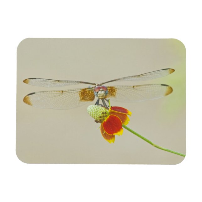 Ímã Conjunto Xadrezado (Dythemis fugax) no Mexicano (Horizontal)