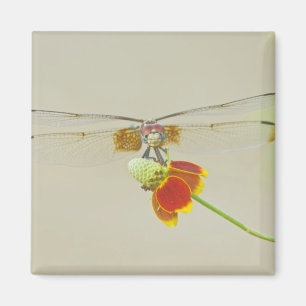 Imã Conjunto Xadrezado (Dythemis fugax) no Mexicano